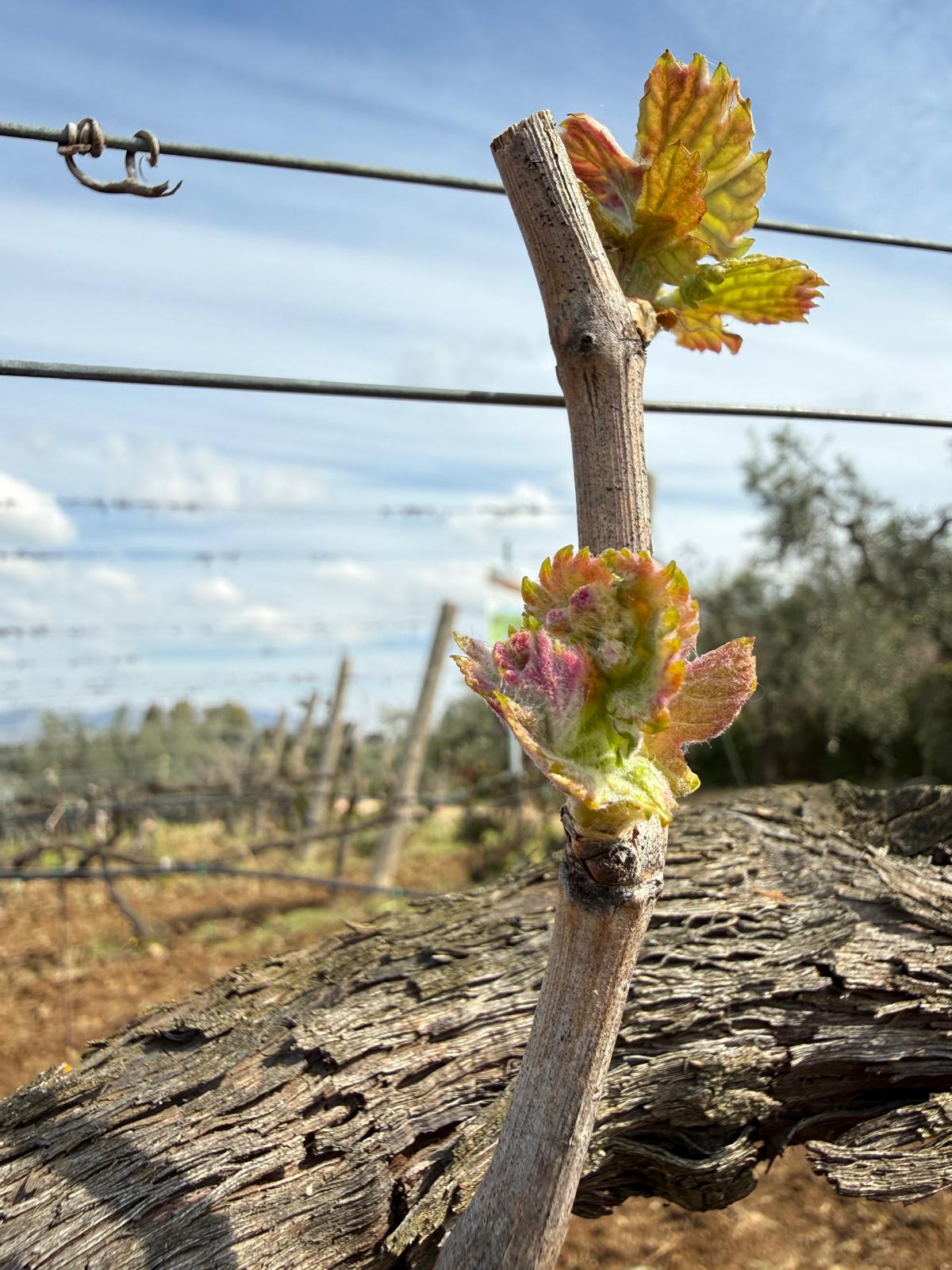vigneto primavera Colli Lanuvini germogli vite biologica
